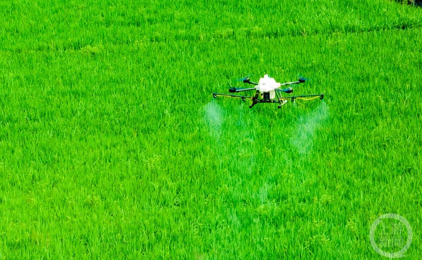 重庆巴南:无人机“飞防” 为水稻护航