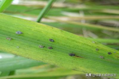 水稻种植病害和虫害防治(水稻出现病虫害情况后应如何处理)