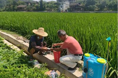 贵州台江:水稻高效管护 保粮又稳产